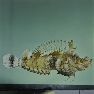 To NMNH Extant Collection (Inimicus caledonicus FIN033297B Slide 120 mm)