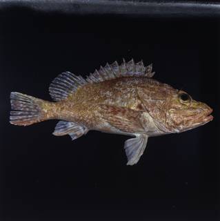 To NMNH Extant Collection (Pontinus macrocephalus FIN033358B Slide 120 mm)