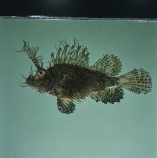 To NMNH Extant Collection (Pteroidichthys amboinensis FIN033363 Slide 120 mm)