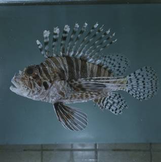 To NMNH Extant Collection (Pterois mombasae FIN033368 Slide 120 mm)