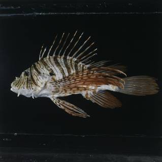 To NMNH Extant Collection (Pterois russelii FIN033371 Slide 120 mm)