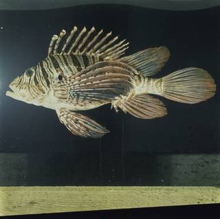 To NMNH Extant Collection (Pterois russelii FIN033372 Slide 120 mm)