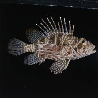 To NMNH Extant Collection (Pterois sphex FIN033373 Slide 120 mm)