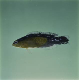 To NMNH Extant Collection (Pseudochromis FIN033561 Slide 120 mm)