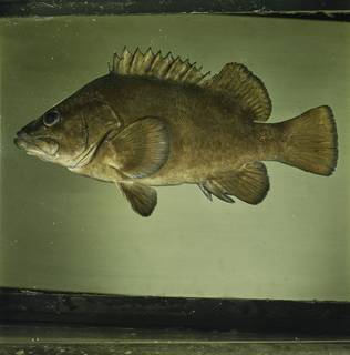 To NMNH Extant Collection (Acanthistius fuscus FIN033614 Slide 120 mm)