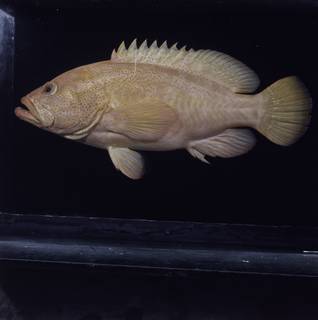 To NMNH Extant Collection (Cephalopholis aurantia FIN033653 Slide 120 mm)