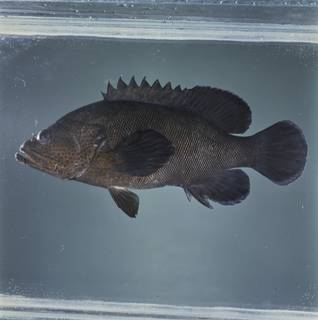 To NMNH Extant Collection (Cephalopholis microprion FIN033678 Slide 120 mm)