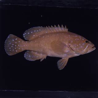 To NMNH Extant Collection (Cephalopholis oligosticta FIN033689 Slide 120 mm)