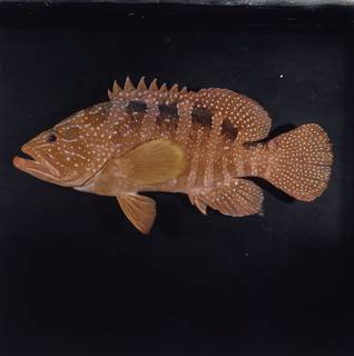 To NMNH Extant Collection (Cephalopholis sexmaculata FIN033695 Slide 120 mm)