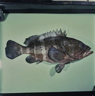 To NMNH Extant Collection (Epinephelus amblycephalus FIN033741 Slide 120 mm)