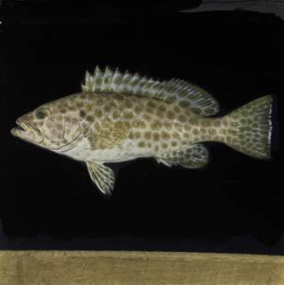 To NMNH Extant Collection (Epinephelus areolatus FIN033744 Slide 120 mm)