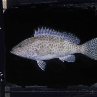 To NMNH Extant Collection (Epinephelus areolatus FIN033747 Slide 120 mm)