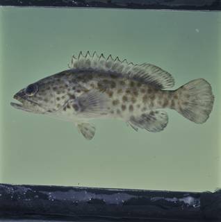 To NMNH Extant Collection (Epinephelus coioides FIN033768 Slide 120 mm)
