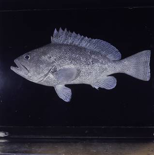 To NMNH Extant Collection (Epinephelus cyanopodus FIN033781 Slide 120 mm)