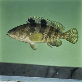 To NMNH Extant Collection (Epinephelus fasciatomaculosus FIN033792 Slide 120 mm)
