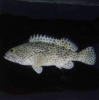 To NMNH Extant Collection (Epinephelus faveatus FIN033797 Slide 120 mm)