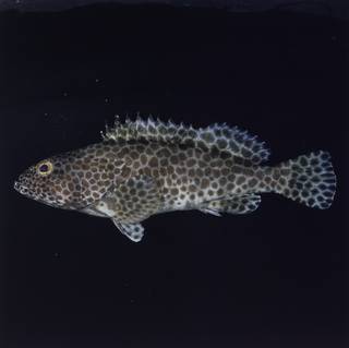 To NMNH Extant Collection (Epinephelus faveatus FIN033799 Slide 120 mm)