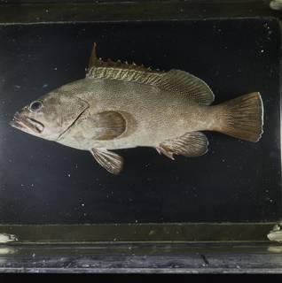 To NMNH Extant Collection (Epinephelus irroratus FIN033811 Slide 120 mm)