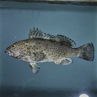 To NMNH Extant Collection (Epinephelus longispinis FIN033817 Slide 120 mm)