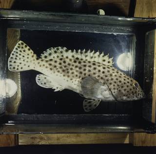 To NMNH Extant Collection (Epinephelus macrospilos FIN033822 Slide 120 mm)