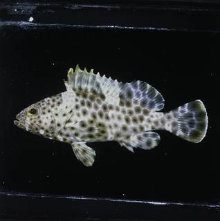 To NMNH Extant Collection (Epinephelus maculatus FIN033826 Slide 120 mm)