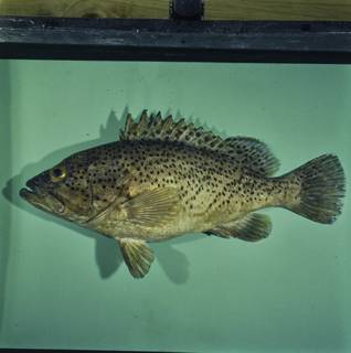 To NMNH Extant Collection (Epinephelus magniscuttis FIN033831 Slide 120 mm)
