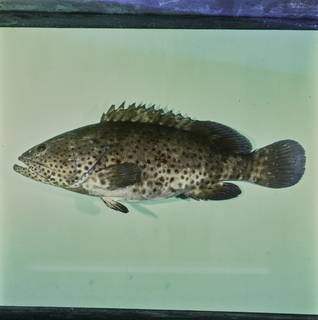 To NMNH Extant Collection (Epinephelus malabaricus FIN033832 Slide 120 mm)