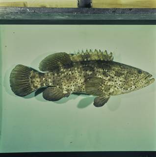To NMNH Extant Collection (Epinephelus malabaricus FIN033833 Slide 120 mm)