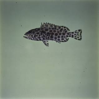 To NMNH Extant Collection (Epinephelus merra FIN033844 Slide 120 mm)