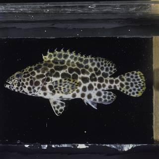 To NMNH Extant Collection (Epinephelus merra FIN033846 Slide 120 mm)