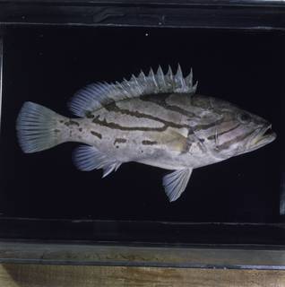 To NMNH Extant Collection (Epinephelus morrhua FIN033847 Slide 120 mm)
