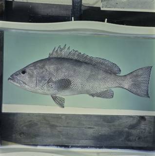 To NMNH Extant Collection (Epinephelus polylepis FIN033860 Slide 120 mm)