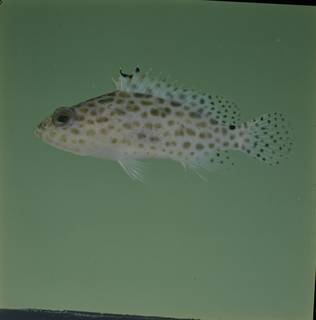 To NMNH Extant Collection (Epinephelus polyphekadion FIN033862 Slide 120 mm)