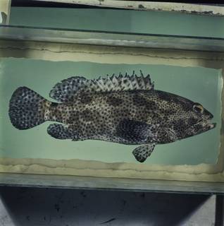 To NMNH Extant Collection (Epinephelus polyphekadion FIN033863 Slide 120 mm)