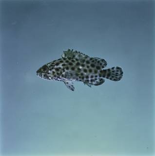 To NMNH Extant Collection (Epinephelus quoyanus FIN033866 Slide 120 mm)