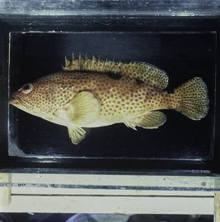 To NMNH Extant Collection (Epinephelus trimaculatus FIN033910 Slide 120 mm)