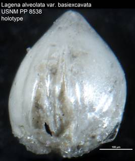 To NMNH Paleobiology Collection (Lagena alveolata var. basiexcavata USNM PP 8538 holotype)