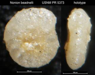 To NMNH Paleobiology Collection (Nonion beadnelli USNM PR 5373 holotype)