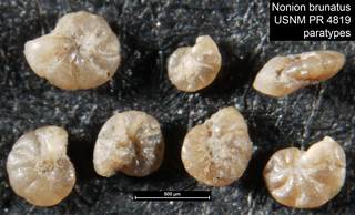 To NMNH Paleobiology Collection (Nonion brunatus USNM PR 4819 paratypes)