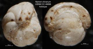 To NMNH Paleobiology Collection (Nonion chiranum USNM CC 48896 holotype)