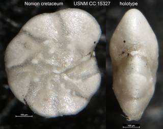 To NMNH Paleobiology Collection (Nonion cretaceum USNM CC 15327 holotype)