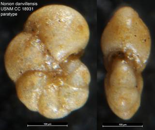 To NMNH Paleobiology Collection (Nonion danvillensis USNM CC 18931 paratype)