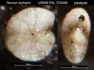 To NMNH Paleobiology Collection (Nonion durhami USNM PAL 370446 paratype)