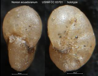 To NMNH Paleobiology Collection (Nonion ecuadoranum USNM CC 63701 holotype)