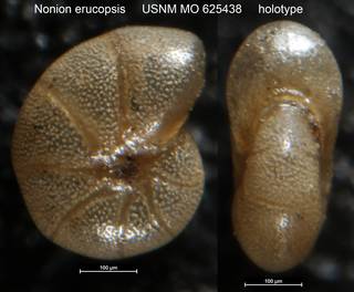 To NMNH Paleobiology Collection (Nonion erucopsis USNM MO 625438 holotype)