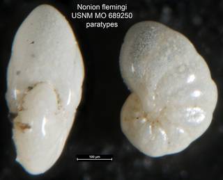 To NMNH Paleobiology Collection (Nonion flemingi USNM MO 689250 paratypes)