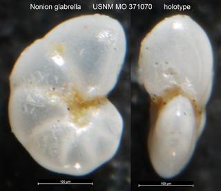 To NMNH Paleobiology Collection (Nonion glabrella USNM MO 371070 holotype)