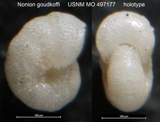To NMNH Paleobiology Collection (Nonion goudkoffi USNM MO 497177 holotype)