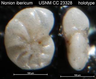 To NMNH Paleobiology Collection (Nonion ibericum USNM CC 23328 holotype)