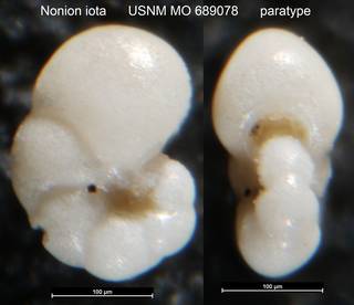 To NMNH Paleobiology Collection (Nonion iota USNM MO 689078 paratype)